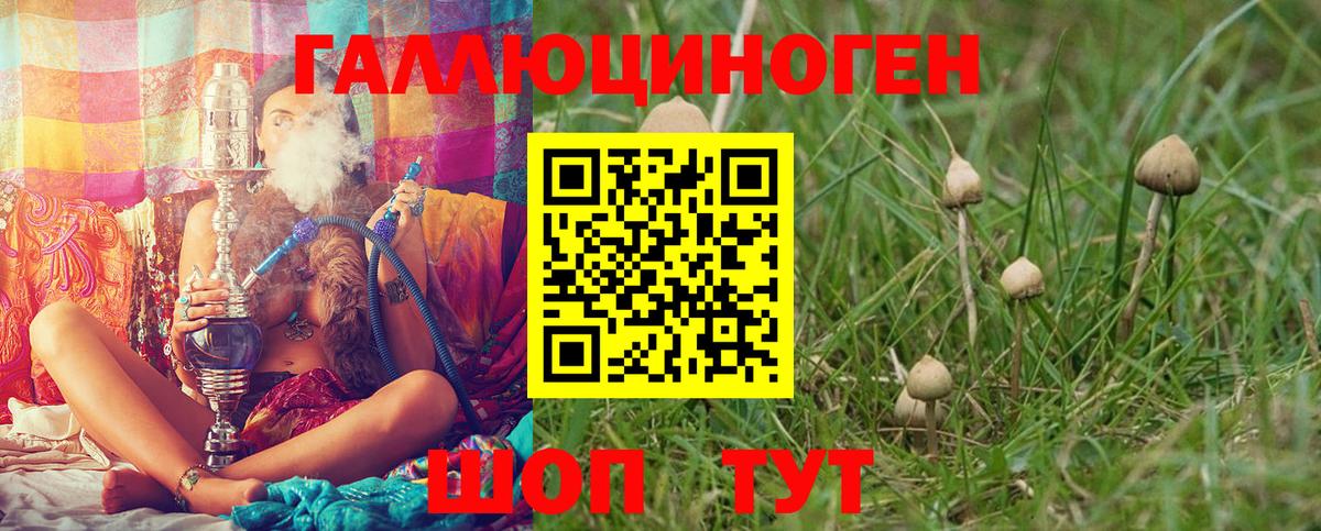 Псилоцибиновые грибы Psilocybe  Новокубанск  Псилоцибиновые грибы Psilocybe 